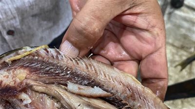 بالصور.. ضبط طن ونصف أسماك مدخنة «رنجة» فاسدة داخل مصنعين في كفر الزيات بالغربية