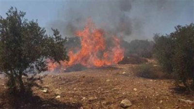 مستوطنون يحرقون مساحات واسعة من الأراضي الزراعية بقرية 