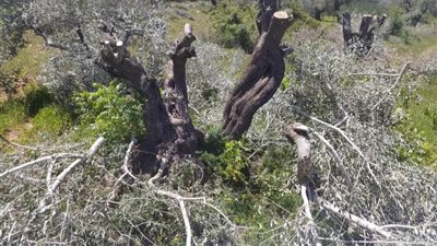 مستعمرون يقطعون عشرات أشجار الزيتون جنوب شرق بيت لحم