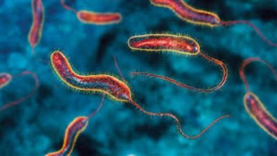 مياه ملوثة وانتشار سريع.. أعراض وطرق علاج مرض الكوليرا