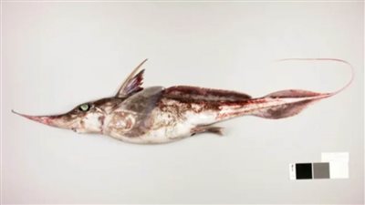 علماء من نيوزيلندا يكتشفون «سمكة قرش شبحية»