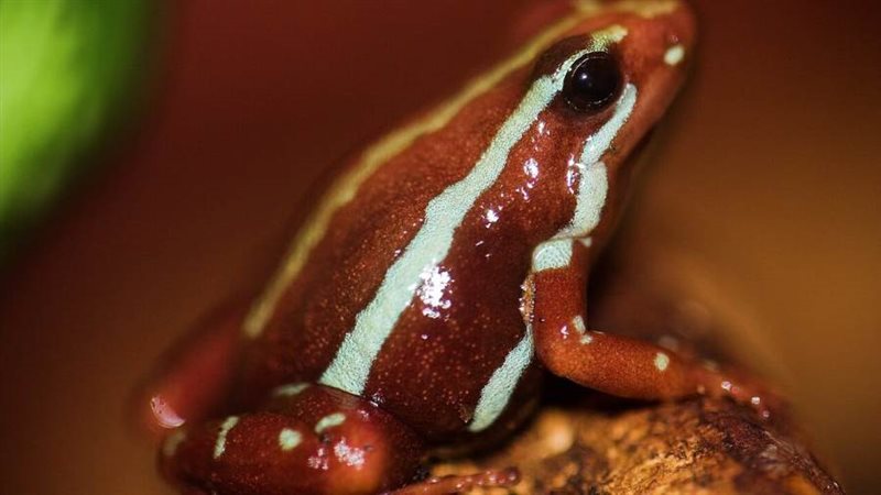 ضفدع السهم السام