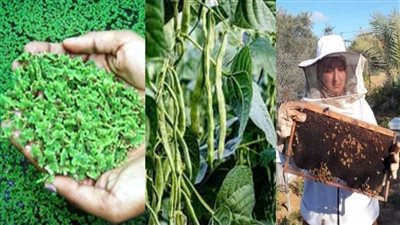 فتيات النحل والمدارس الحقلية والذهب الأخضر.. مبادرات غير مسبوقة لتحسين حياة سكان الريف