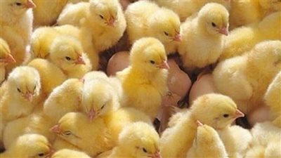 عاجل| تعرف على أسعار الدواجن والكتاكيت اليوم