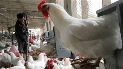 عاجل| ارتفاع مفاجئ.. أسعار الدواجن اليوم في الأسواق