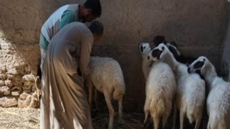 تحصين الأغنام والماعز