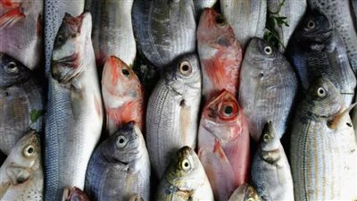 عاجل| أسعار الأسماك اليوم بسوق العبور