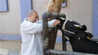 بيطري المنيا: تقديم 1527 خدمة خلال 3 قوافل بيطرية مجانية شاملة