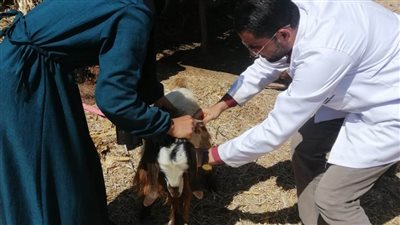 محافظ الإسماعيلية يتابع نشاط مديرية الطب البيطري للحفاظ على الثروة الحيوانية والداجنة