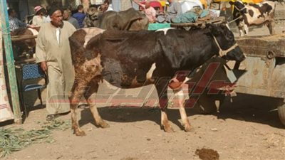 جامعة كفرالشيخ تطلق قافلة بيطرية ضمن مبادرة «بداية جديدة»