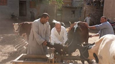 بيطري المنيا.. تقديم 3041 خدمة بيطرية مجانية فى 5 قرى 