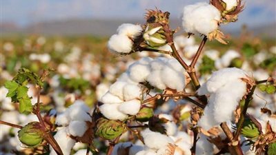 لجنة تداول القطن: فتح جميع مراكز تجميع الأقطان بمحافظات الوجه البحري اعتبارًا من غد