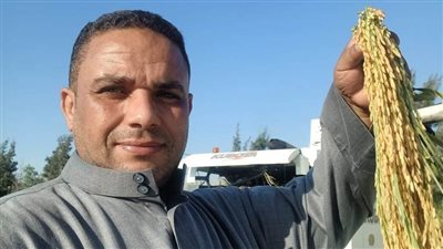 بالصدفة.. مزارع بالبحيرة يكتشف زراعته للأرز البسمتي