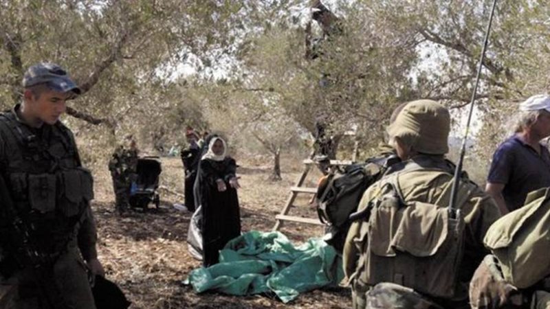 موسم قطف الزيتون