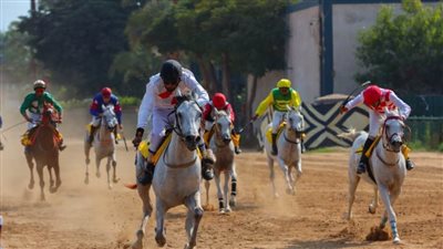 في نسختها الثانية عشرة.. اختتام سباقات كأس رئيس دولة الإمارات للخيول بالقاهرة