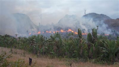 مدغشقر تسعى للتدريب على تصنيع الفحم البيئي لمواجهة ازمة تدمير الغابات