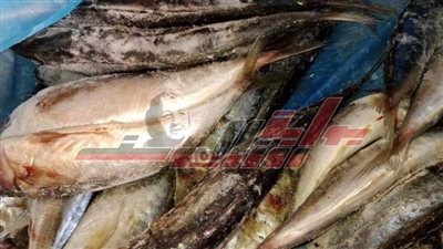 بيطري كفر الشيخ ضبط 1220 كليو أسماك مجهولة المصدر بكفر الشيخ