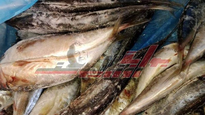 الأسماك المضبوطة