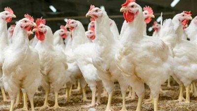 بورصة الدواجن.. أسعار الفراخ والبيض اليوم الأربعاء