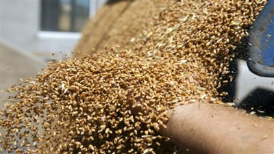 تراجع صادرات كازاخستان من القمح 40% خلال الأشهر الثمانية الأولى من العام الجاري
