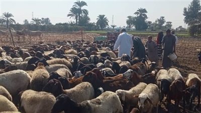 تحصين 40 ألف رأس ضأن ضد طاعون المجترات الصغيرة ببني سويف