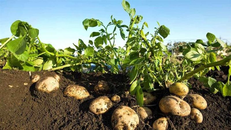 تقاوي البطاطس