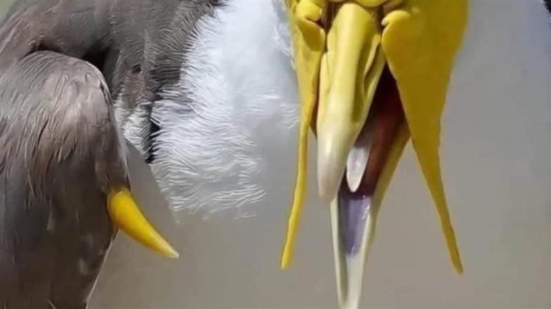 طائر Masked lapwing