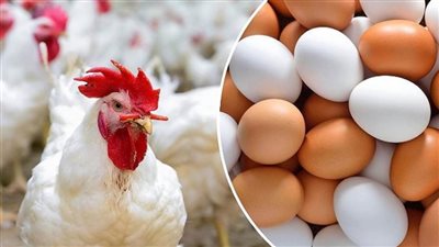 عاجل| بورصة الدواجن.. أسعار الفراخ البيضاء اليوم الأحد 10-11-2024