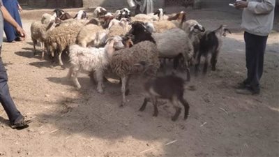 بداية| «بيطري المنيا»: تقديم 2946 خدمة في القرى ضمن قوافل علاجية مجانية