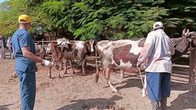 جامعة كفر الشيخ تطلق قافلة بيطرية لقرية المرازقة 