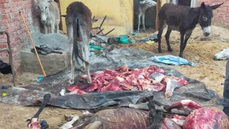 حمير مذبوحة