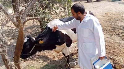 انطلاق حملة تحصين المواشي ضد 