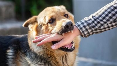 بينهم 8 أطفال.. كلب مسعور يعقر 9 أشخاص بأسيوط 