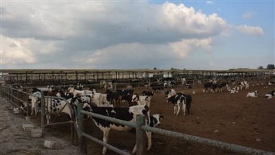 انطلاق فعاليات الحملة القومية الثالثة للتحصين ضد مرضى الحمى القلاعية والوادي المتصدع 