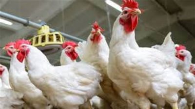بورصة الدواجن.. أسعار الفراخ والكتاكيت والبيض اليوم 