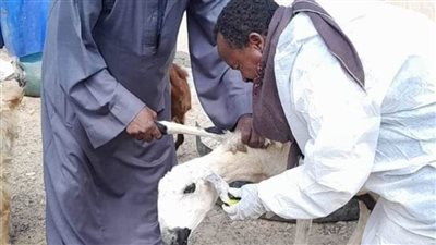 بدء الحملة القومية للتحصين ضد الحمى القلاعية وحمى الوادي المتصدع بالبحر الأحمر