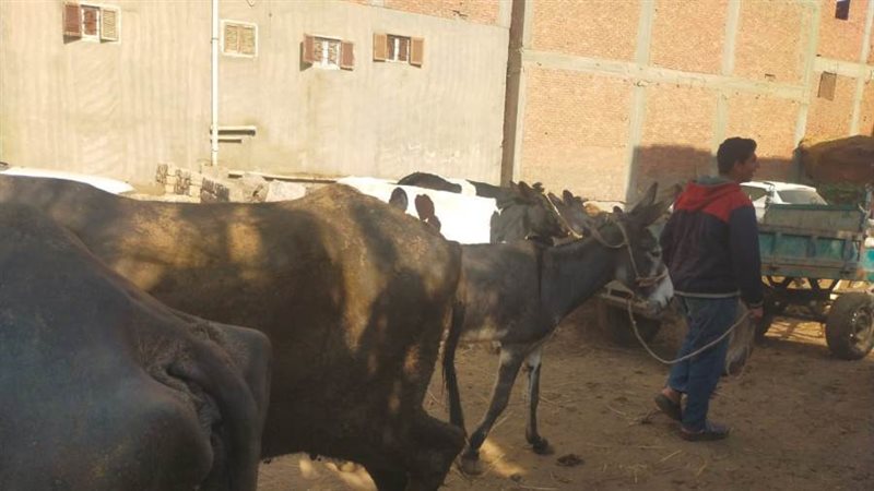 علاج ماشية فى الغربية