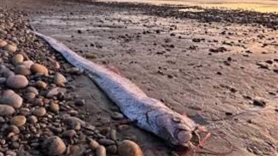 عاجل| نذير شؤم.. سمكة يوم القيامة تظهر للمرة الثانية خلال ثلاثة أشهر لتثير الذعر