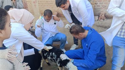 جامعة سوهاج تواصل إطلاق قوافلها البيطرية المجانية لقرية الرويهب وتعالج ٧٨٠ حيوانًا