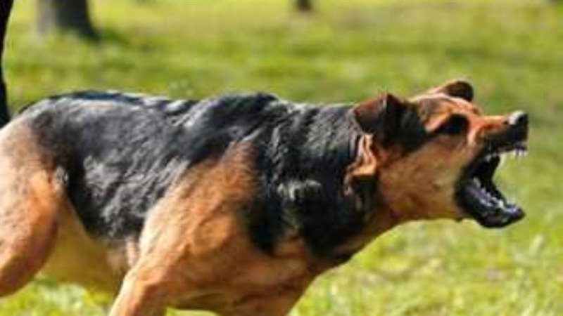 كلب ضال يطارد عدد