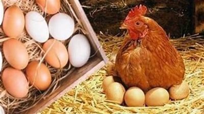  بورصة الدواجن اليوم.. أسعار الفراخ البيضاء والبلدي والبيض اليوم في الأسواق