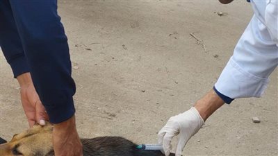 حملات مكثفة لمديرية الطب البيطري لتطعيم كلاب الشوارع ضد مرض السعار