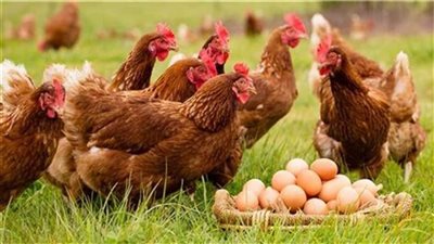 بورصة الدواجن اليوم.. سعر الفراخ البيضاء 77 جنيهًا