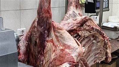 بسعر 285 جنيهًا للكيلو.. مديرية التموين بالبحر الأحمر توفر لحوما سودانية طازجة 