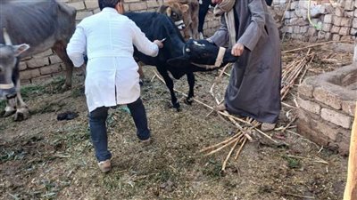 «بيطري المنيا»: تحصين 84 ألف رأس ماشية ضد الحمى القلاعية والوادي المتصدع