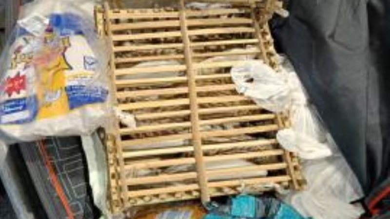 الصقور داخل القفص