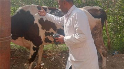 بيطري المنيا: تحصين أكثر من 122 ألف رأس ماشية