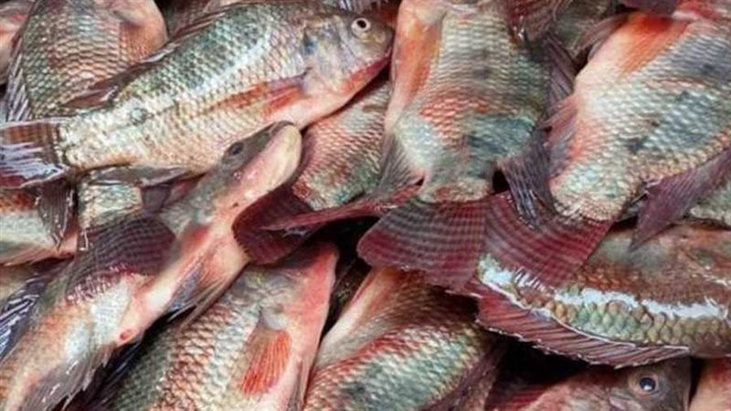 أسعار الأسماك - أرشيفية