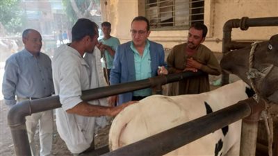 تحصين 152 ألف رأس ماشية ضمن الحملة القومية ضد الحمى القلاعية وحمى الوادي المتصدع بالمنيا 