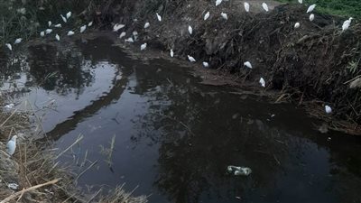  محافظ أسيوط: حملة تطهير بترع ساحل سليم وديروط لوصول المياه لنهايتها